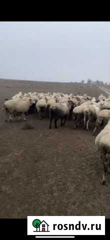 Продам мясо баранина Южно-Сухокумск - изображение 1