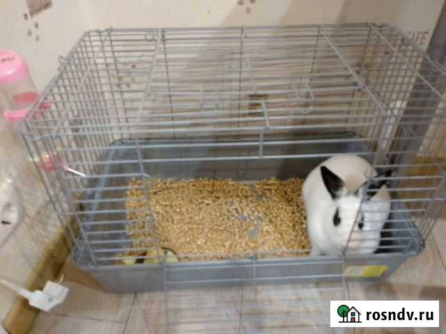 Кролик Таганрог - изображение 1