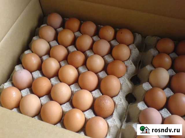 Инкубационное яйцо бройлера, несушек, уток, гусей Екатеринбург - изображение 1