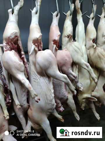 Подсвинки с головой нестандарт Екатеринбург - изображение 1