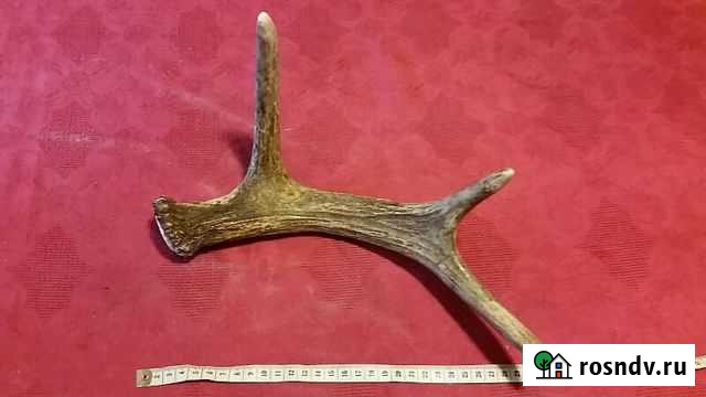 Рога Обнинск - изображение 1