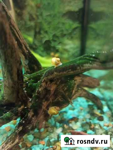 Креветки Ангарск - изображение 1