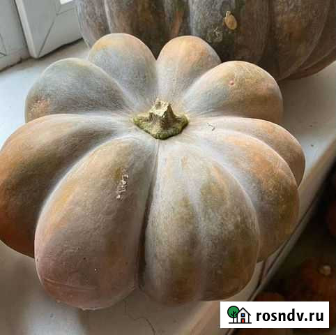 Тыква Иловля - изображение 1