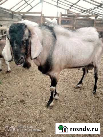 Нубийский козел на вязку Улан-Удэ - изображение 1