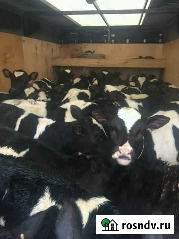 Бычки и телочки, с бесплатной доставкой Кропоткин - изображение 1