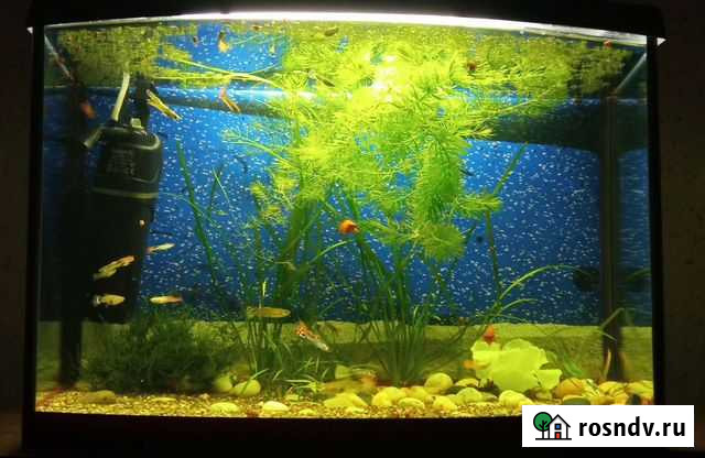 Аквариум Сегежа - изображение 1
