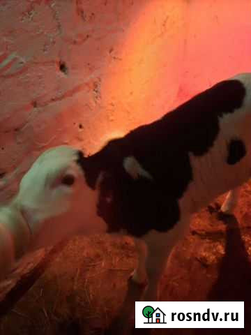 Телочка Цимлянск - изображение 1