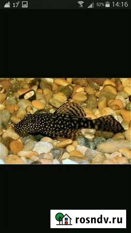 Сомики Жирновск - изображение 1