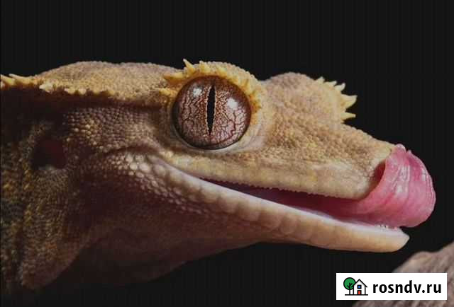 Реснитчатый бананоед, геккон Новосибирск - изображение 1