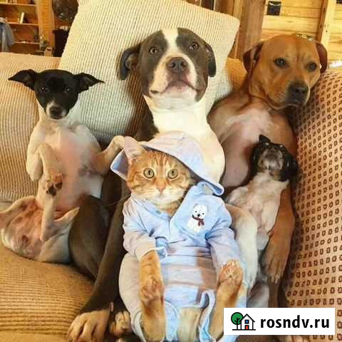 Передержка любых животных Новосибирск - изображение 1