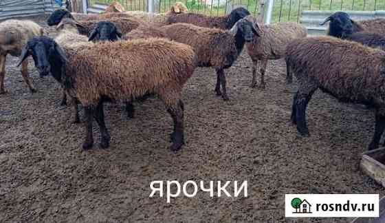 Ярочки курдючные Петровск