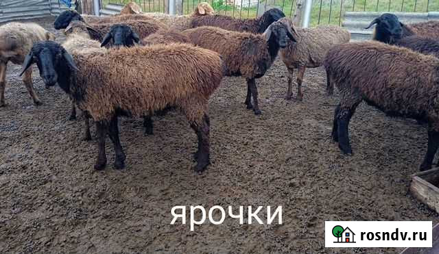 Ярочки курдючные Петровск - изображение 1