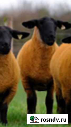 Овцы,бараны,козы племенные Калининград - изображение 1