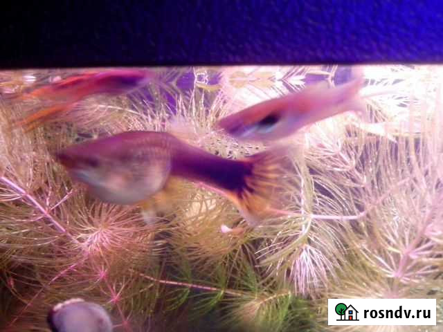 Аквариумные рыбки гуппи Рязань - изображение 1