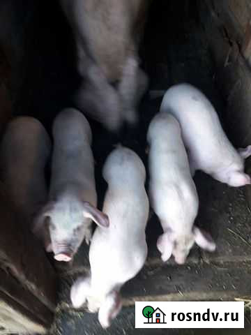 Поросенок Новодугино - изображение 1