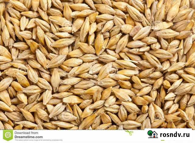 Ячмень пшеница зернофураж Энергетик - изображение 1