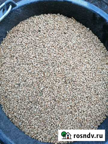 Зерно Моршанск - изображение 1