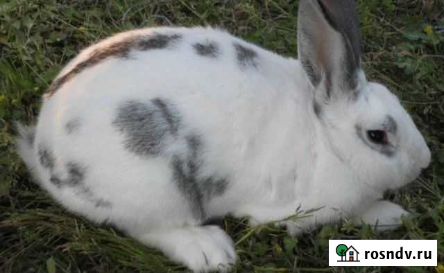 Кролики Абакан - изображение 1