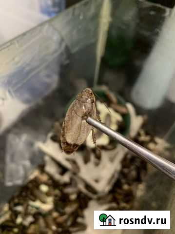 Мраморный таракан живой и сухой Ярославль - изображение 1