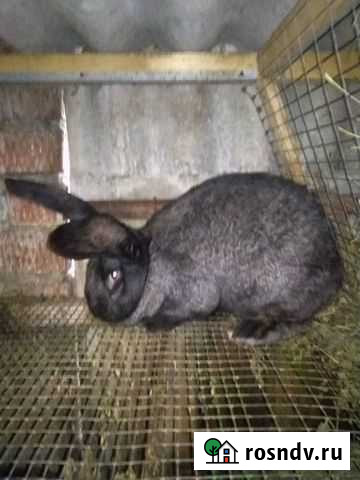 Кролики Новоджерелиевская - изображение 1