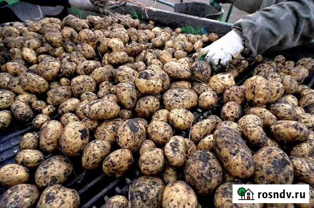 Картофель с Брянских полей Сельцо - изображение 1