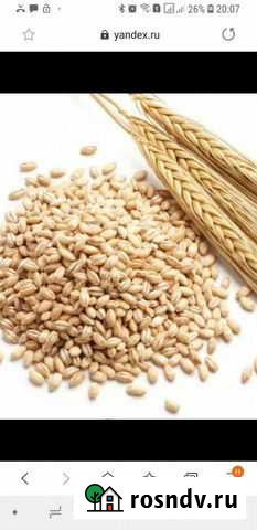 Ячмень Морозовск - изображение 1