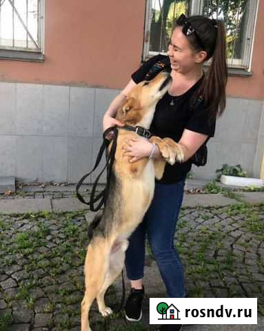 Кинолог: дрессировка и воспитание собак Мурино - изображение 1