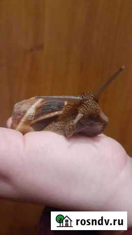 Улитки виноградные Челябинск - изображение 1