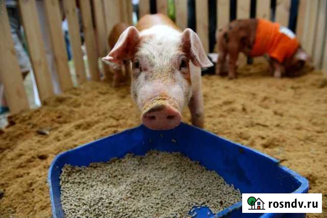 Премикс для свиней Альметьевск - изображение 1