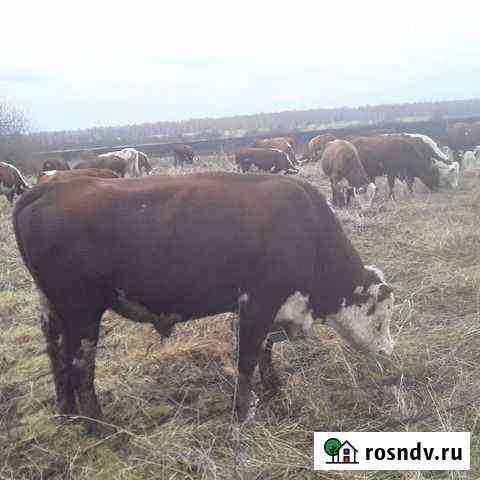 Племенные быки производители Тамбов
