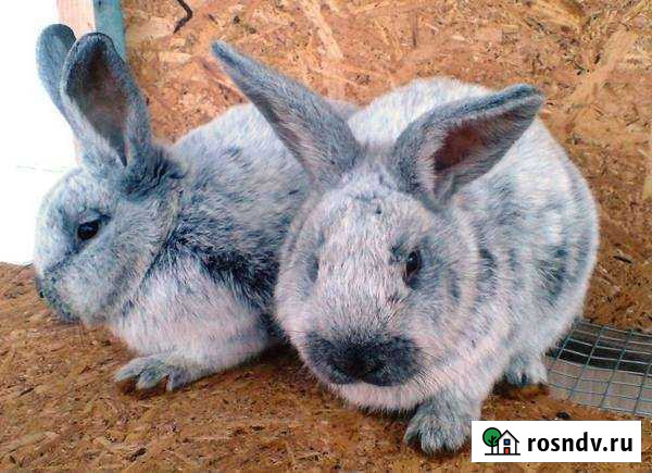 Кролики бсс Курск - изображение 1