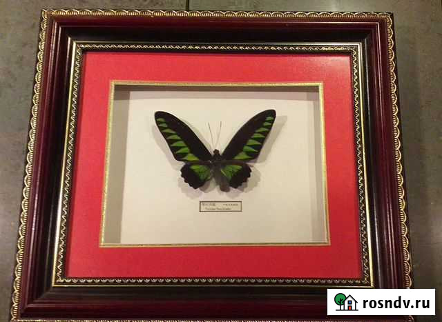 Бабочка в рамке Мурманск - изображение 1