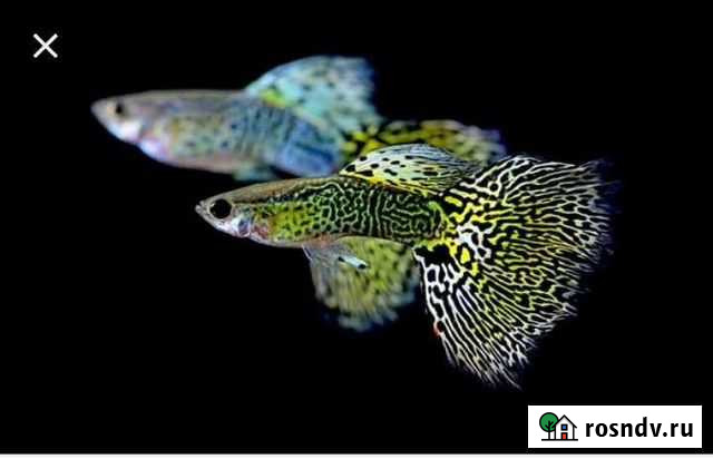 Гуппи Благовещенск - изображение 1