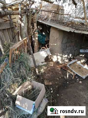 Коза с двумя козлятами Махачкала - изображение 1