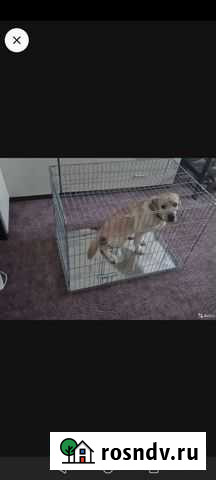 Клетка для собак Норильск - изображение 1