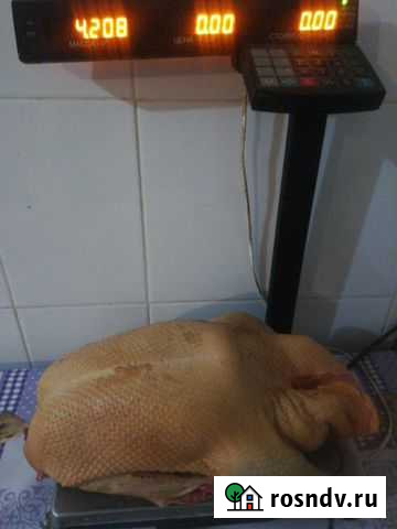 Гуси домашние к новому году Афипский - изображение 1