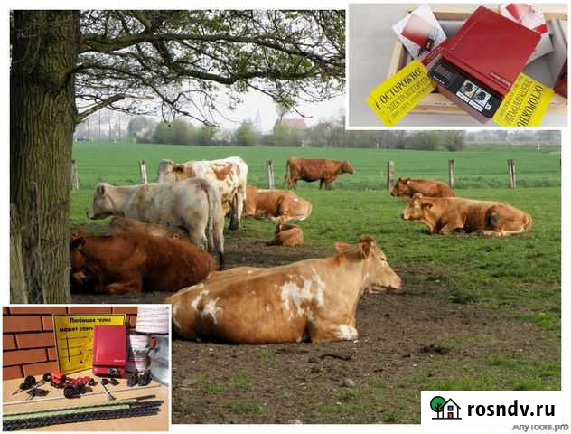 Электропастух Астрахань - изображение 1