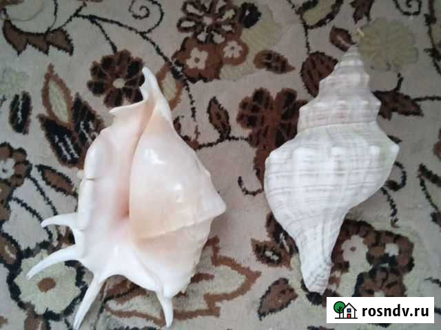 Морские ракушки раковины Кострома - изображение 1