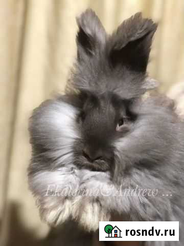 Кролик немецкая ангора Ярославль - изображение 1