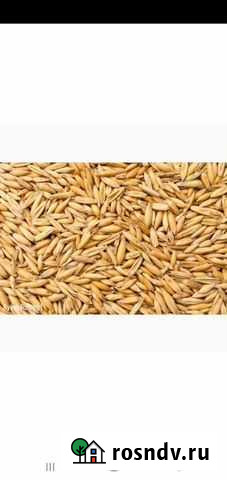 Зерно овес ячмень Сенгилей - изображение 1