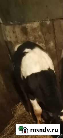 Быки Деденево - изображение 1