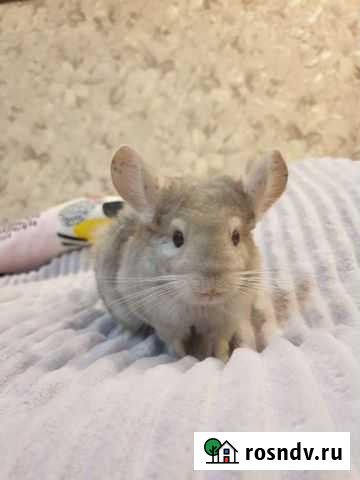 Шиншилла мальчик 4.5 мес Москва - изображение 1
