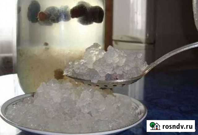 Морской рис (Рисовый Гриб ) Первомайский - изображение 1