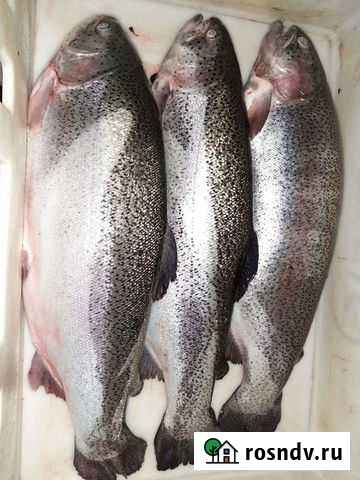 Форель свежая Минусинск - изображение 1