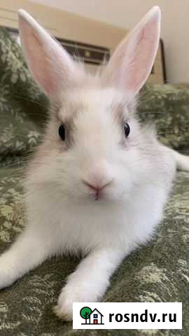 Ищем самца для вязки Сочи - изображение 1