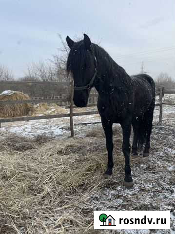 Кабардинский жеребец Тахтамукай - изображение 1