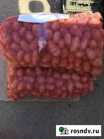 Картофель белый Биробиджан - изображение 1