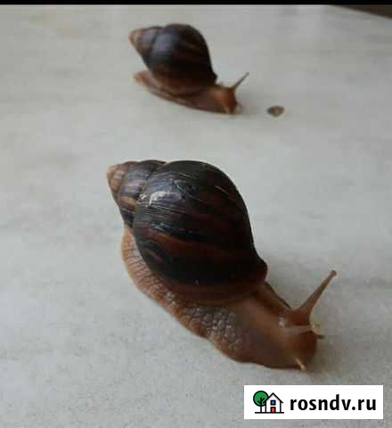 Улитка Москва - изображение 1