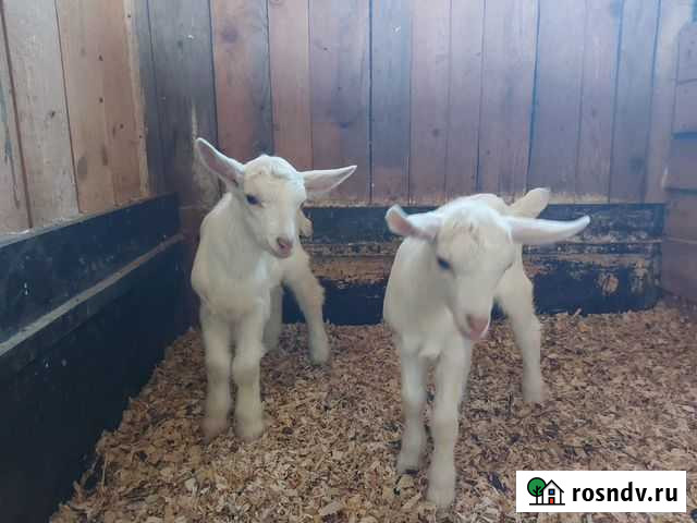 Зааненский козлик на племя Сычевка - изображение 1