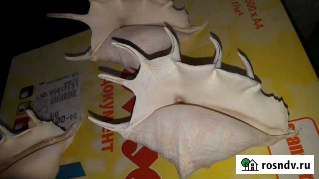 Ракушки 2шт Волгоград - изображение 1